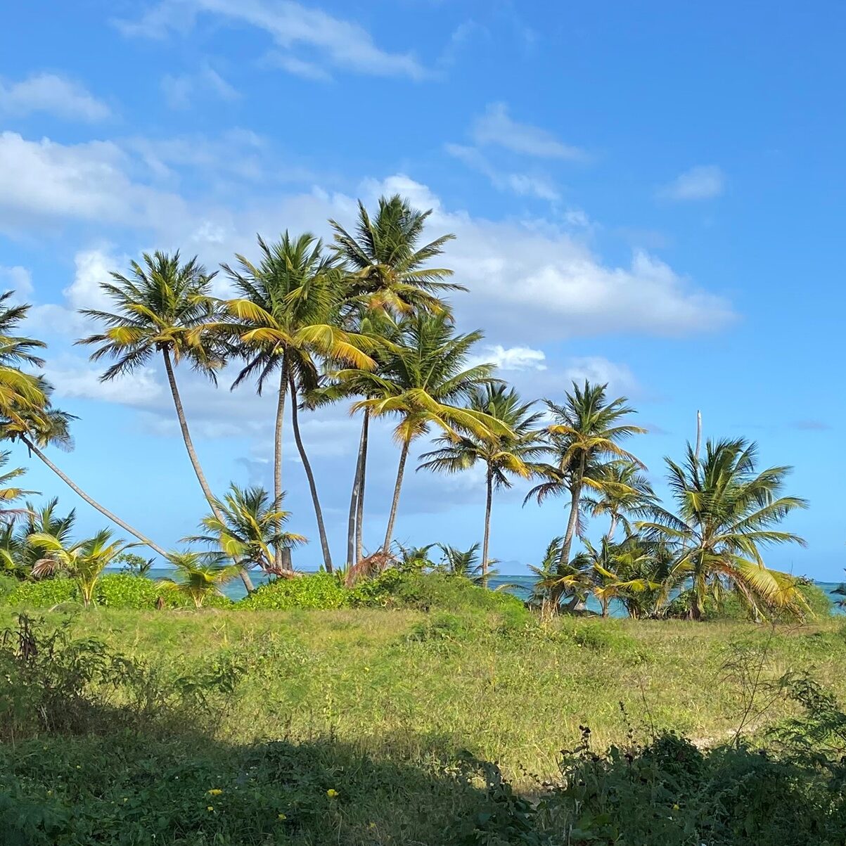 Palms at Beach